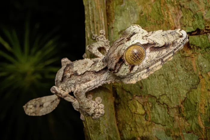 Framed Print : Giant leaf-tailed gecko (Uroplatus giganteus) resting on tree trunk at night, Domanin de Fontenay, Montagne d'Ambre National Park, northern Madagascar Framed Print : Giant leaf-tailed gecko (Uroplatus giganteus) resting on tree trunk at night, Domanin de Fontenay, Montagne d'Ambre National Park, northern Madagascar