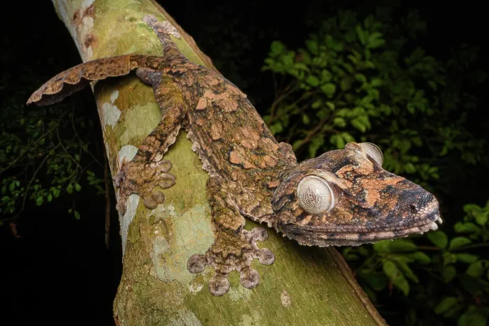 Framed Print : Giant leaf-tailed gecko (Uroplatus giganteus) walking along branch at night, Domanin de Fontenay, Montagne d'Ambre National Park, northern Madagascar Framed Print : Giant leaf-tailed gecko (Uroplatus giganteus) walking along branch at night, Domanin de Fontenay, Montagne d'Ambre National Park, northern Madagascar