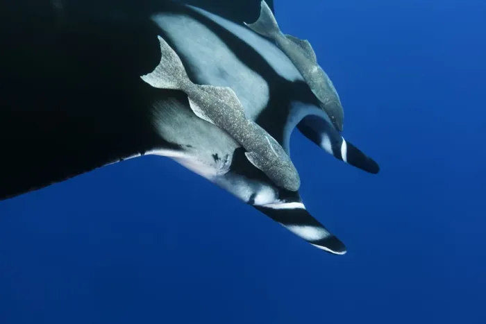 Framed Print : Giant Manta Ray (Manta birostris), with Remoras (Echeneididae) Socorro Island, Revillagigedo Framed Print : Giant Manta Ray (Manta birostris), with Remoras (Echeneididae) Socorro Island, Revillagigedo