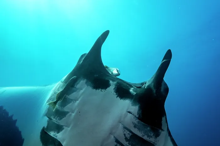 Framed Print : Giant manta ray (Mobula birostris) head portrait, ventral view, Bat Islands, Costa Rica, Pacific Ocean. Endangered Framed Print : Giant manta ray (Mobula birostris) head portrait, ventral view, Bat Islands, Costa Rica, Pacific Ocean. Endangered