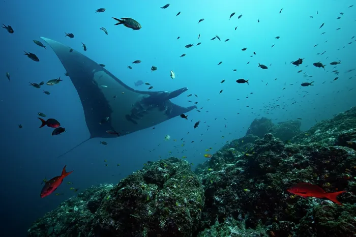 Framed Print : Giant manta ray (Mobula birostris) swimming over reef surrounded by various reef fish, Bat Islands, Costa Rica, Pacific Ocean. Endangered Framed Print : Giant manta ray (Mobula birostris) swimming over reef surrounded by various reef fish, Bat Islands, Costa Rica, Pacific Ocean. Endangered