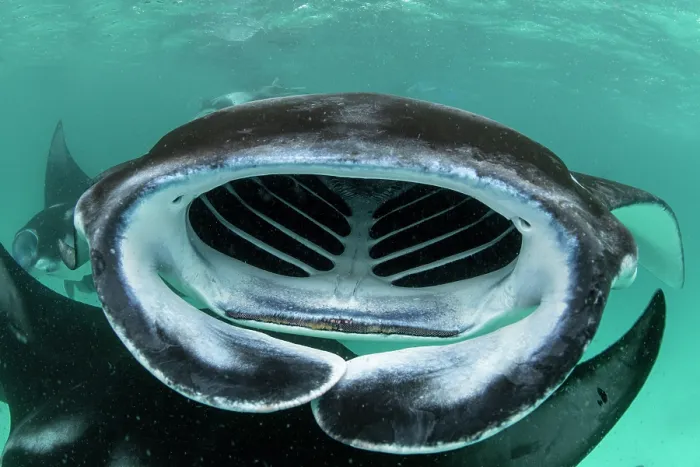 Framed Print : Giant manta rays (Manta birostris) filter feeding on plankton, Hanifaru Bay, Hanifaru Lagoon, Baa Atoll, Maldives, Indian Ocean. Endangered