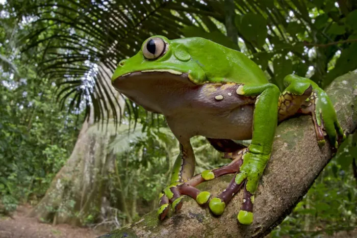 Framed Print : Giant monkey frog / Blue and yellow frog (Phyllomedusa bicolor) on branch, Tambopata Framed Print : Giant monkey frog / Blue and yellow frog (Phyllomedusa bicolor) on branch, Tambopata