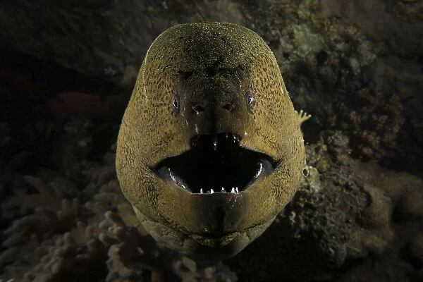Giant moray eel (Gymnothorax javanicus) opening its mouth to breathe, at night on the barge wreck