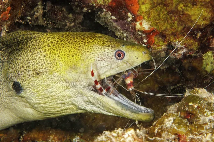 Framed Print : Giant moray eel (Gymnothorax javanicus) with mouth open and a Banded coral shrimp (Stenopus hispidus) inspecting between its teeth for parasites, Yap Framed Print : Giant moray eel (Gymnothorax javanicus) with mouth open and a Banded coral shrimp (Stenopus hispidus) inspecting between its teeth for parasites, Yap