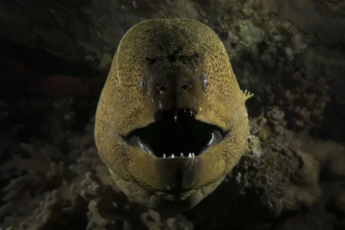Framed Print : Giant moray eel (Gymnothorax javanicus) opening its mouth to breathe, at night on the barge wreck Framed Print : Giant moray eel (Gymnothorax javanicus) opening its mouth to breathe, at night on the barge wreck