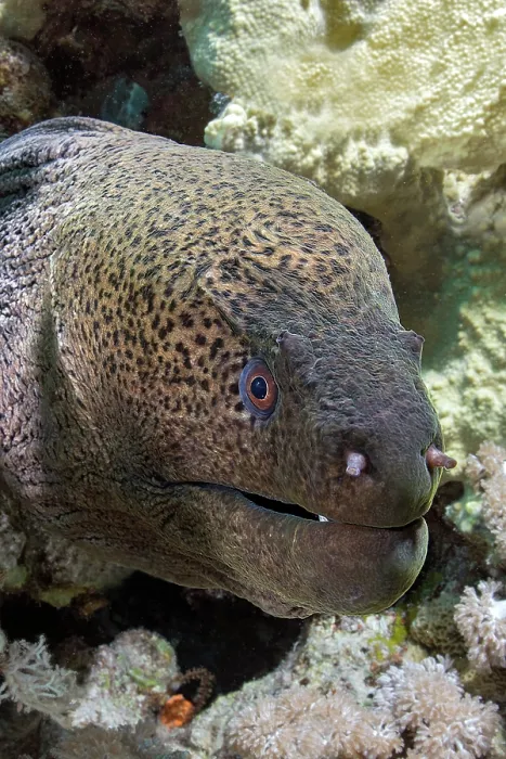 Framed Print : Giant moray (Gymnothorax javanicus) head portrait, Ras Muhammad National Park, Sinai Peninsula, Red Sea, Egypt Framed Print : Giant moray (Gymnothorax javanicus) head portrait, Ras Muhammad National Park, Sinai Peninsula, Red Sea, Egypt