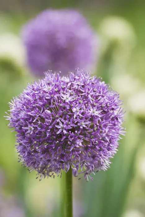 Framed Print : Giant onion in flower (Allium giganteum), cultivated in Botanical Garden Brunswick Framed Print : Giant onion in flower (Allium giganteum), cultivated in Botanical Garden Brunswick