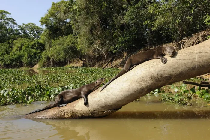 Framed Print : Two Giant Otter / Giant Brazilian Otter (Pteronura brasiliensis) sunbathing on a tree trunk Framed Print : Two Giant Otter / Giant Brazilian Otter (Pteronura brasiliensis) sunbathing on a tree trunk