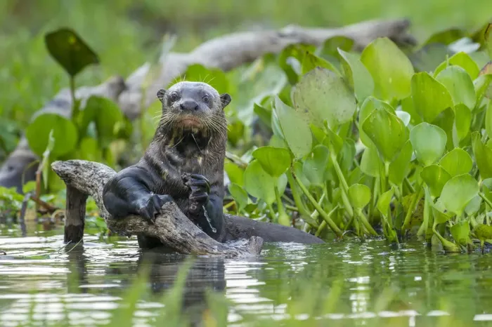 Framed Print : Giant Otter (Pteronura brasiliensis) holding onto a branch in a lagoon off the Paraguay River