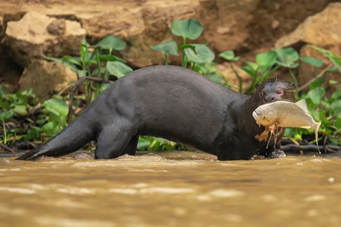 Framed Print : Giant otter (Pteronura brasiliensis) standing in shallow water with Piranha prey in mouth, Rio Cuiaba, Pantanal, Mato Grosso, Brazil. Endangered Framed Print : Giant otter (Pteronura brasiliensis) standing in shallow water with Piranha prey in mouth, Rio Cuiaba, Pantanal, Mato Grosso, Brazil. Endangered