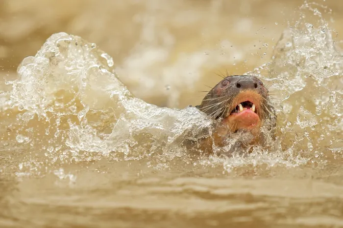 Framed Print : Giant otter (Pteronura brasiliensis) swimming in river, Rio Cuiaba, Pantanal, Mato Grosso, Brazil Framed Print : Giant otter (Pteronura brasiliensis) swimming in river, Rio Cuiaba, Pantanal, Mato Grosso, Brazil