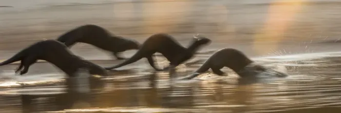 Framed Print : Giant Otters (Pteronura brasiliensis) running along a sand bar Framed Print : Giant Otters (Pteronura brasiliensis) running along a sand bar
