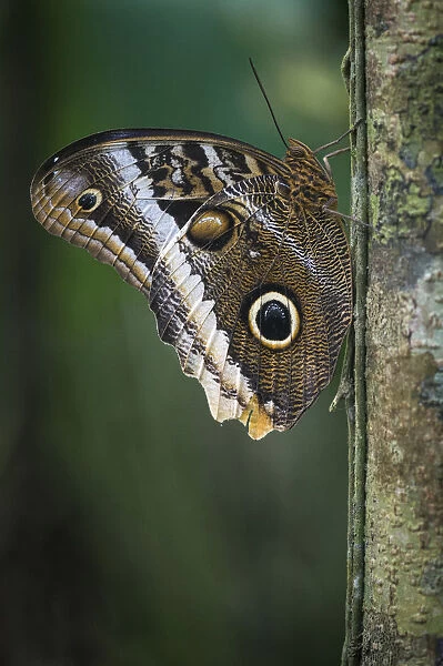 Giant owl butterfly, (Caligo memnon) Tortuguero National Park, Costa Rica