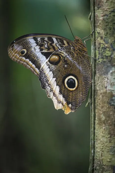 Framed Print : Giant owl butterfly, (Caligo memnon) Tortuguero National Park, Costa Rica Framed Print : Giant owl butterfly, (Caligo memnon) Tortuguero National Park, Costa Rica