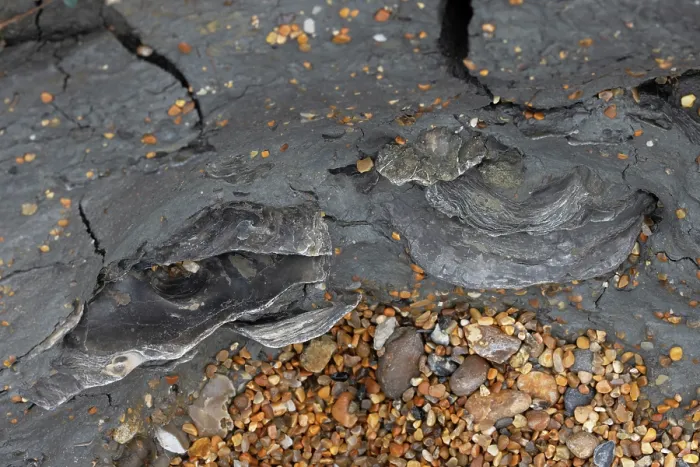 Framed Print : Giant oyster (Deltoideum delta) fossil bed, Ringstead Bay, Dorset, England, UK. April Framed Print : Giant oyster (Deltoideum delta) fossil bed, Ringstead Bay, Dorset, England, UK. April