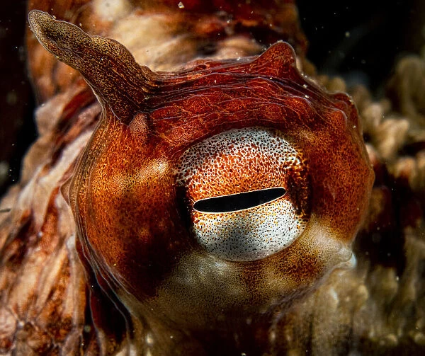 Giant Pacific octopus (Enteroctopus dofleini) eye detail, Vancouver Island, British Columbia, Canada, Pacific Ocean
