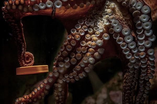 Giant Pacific octopus (Enteroctopus dofleini) named Wanda, showing how she can untwist the cap of a jar to get the food inside, Shaw Center for the Salish Sea Aquarium, Vancouver Island, British Columbia, Canada. Captive