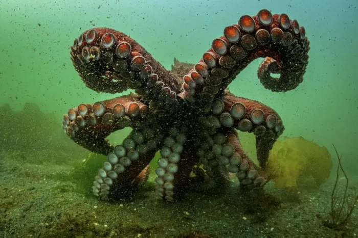 Framed Print : Giant Pacific octopus (Enteroctopus dofleini) experiencing freedom after release from captivity, Vancouver Island, British Columbia, Canada, Pacific Ocean Framed Print : Giant Pacific octopus (Enteroctopus dofleini) experiencing freedom after release from captivity, Vancouver Island, British Columbia, Canada, Pacific Ocean