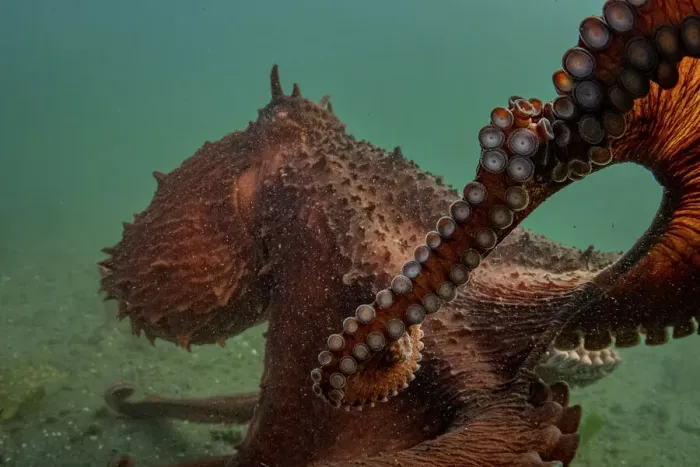 Framed Print : Giant Pacific octopus (Enteroctopus dofleini) experiencing freedom after release from captivity, Vancouver Island, British Columbia, Canada, Pacific Ocean Framed Print : Giant Pacific octopus (Enteroctopus dofleini) experiencing freedom after release from captivity, Vancouver Island, British Columbia, Canada, Pacific Ocean