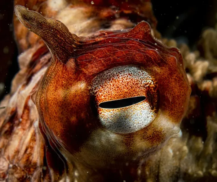 Framed Print : Giant Pacific octopus (Enteroctopus dofleini) eye detail, Vancouver Island, British Columbia, Canada, Pacific Ocean Framed Print : Giant Pacific octopus (Enteroctopus dofleini) eye detail, Vancouver Island, British Columbia, Canada, Pacific Ocean