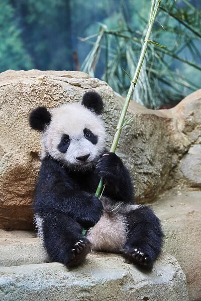 Giant panda (Ailuropoda melanoleuca) cub playfuly chewing a bamboo stick. Yuan Meng