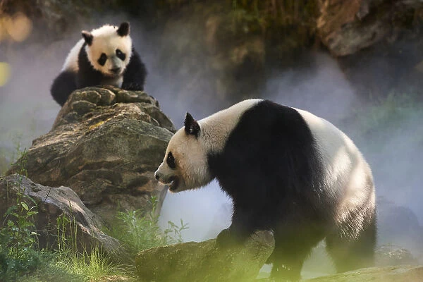 Giant panda (Ailuropoda melanoleuca) female Huan Huan and her cub out in their enclosure in mist