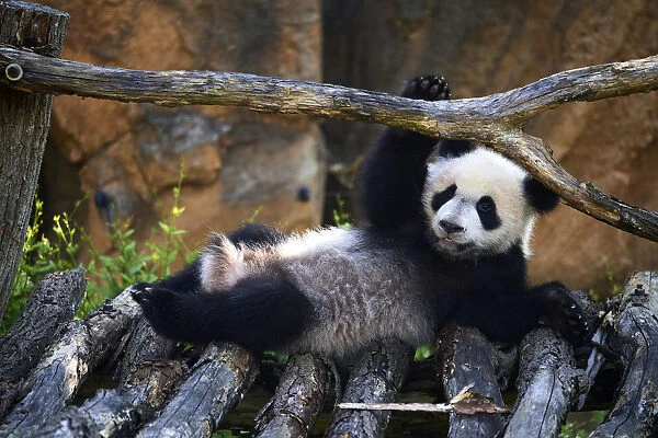 Giant panda (Ailuropoda melanoleuca) cub playing on wooden structure