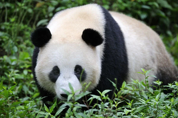 Giant panda (Ailuropoda Melanoleuca) Bifengxia Giant Panda Breeding and Conservation Center