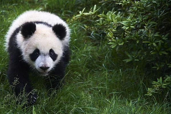 Giant panda (Ailuropoda melanoleuca) cub exploring during its outings in the enclosure