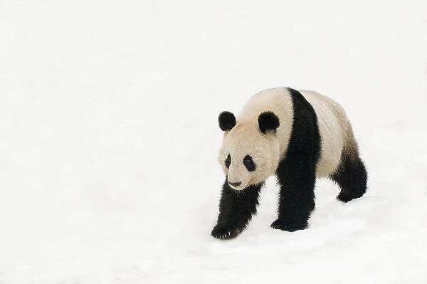 Giant panda (Ailuropoda melanoleuca) walking in deep snow, captive (born in 2000)