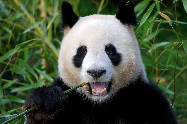 Giant panda (Ailuropoda melanoleuca) feeding on bamboo, captive, Zoo Parc de Beauval