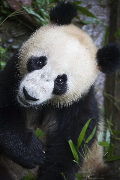Giant panda (Ailuropoda melanoleuca) feeding on bamboo at the Ya an Bifengxia