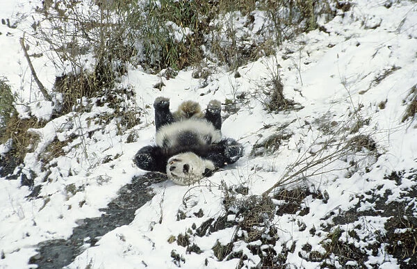 Giant panda (Ailuropoda melanoleuca) sliding down slope on back after losing footing
