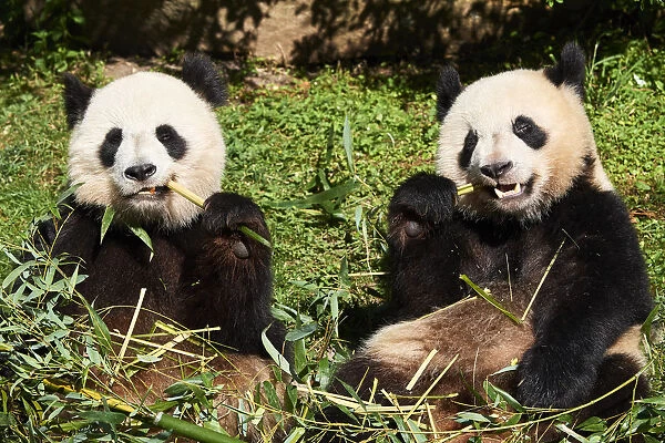 Giant panda (Ailuropoda melanoleuca) female and juvenile cub aged 2 years, feeding on Bamboo