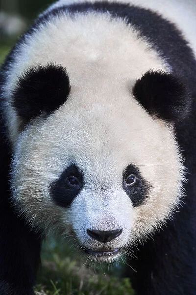 Giant panda (Ailuropoda melanoleuca) juvenile male aged 2 years, portait
