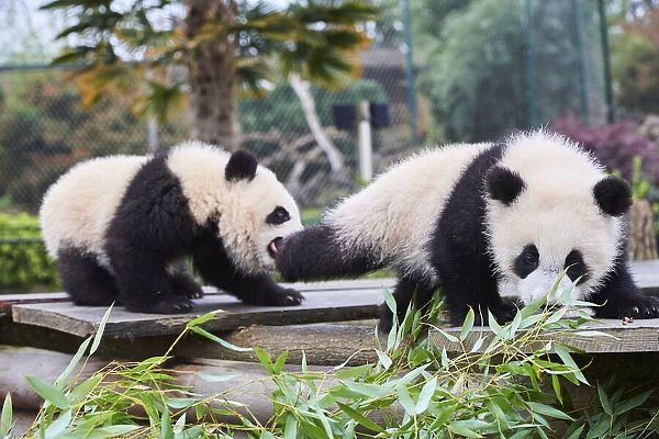 Giant panda (Ailuropoda melanoleuca) cubs Yuandudu and Huanlili, aged 8 months, playing together, Beauval ZooPark, France, April, 2022. Captive