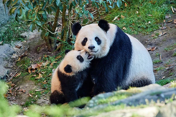 Giant panda (Ailuropoda melanoleuca) cub Yuandudu, aged 8 months, nuzzling her mother, Huan Huan, Beauval ZooPark, France, April, 2022. Captive