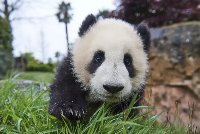 Framed Print : Giant panda (Ailuropoda melanoleuca) cub, Huanlili, aged 8 months, investigating the enclosure, Beauval ZooPark, France, April, 2022. Captive