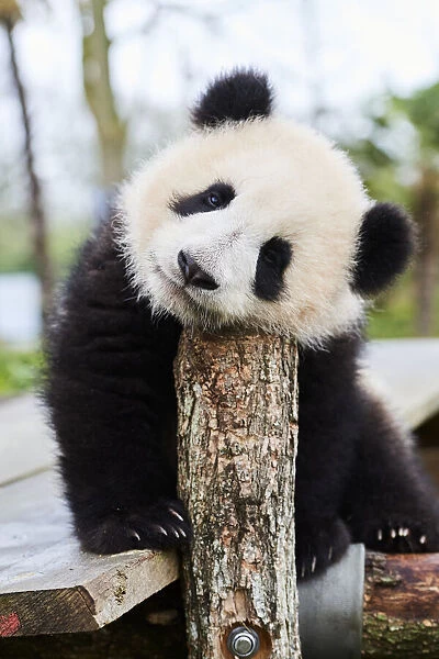 Giant panda (Ailuropoda melanoleuca) cub, Huanlili, aged 8 months, sitting on wooden platform, Beauval ZooPark, France, April, 2022. Captive