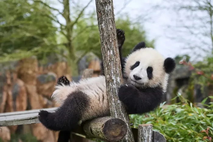 Framed Print : Giant panda (Ailuropoda melanoleuca) cub, Huanlili, aged 8 months, playing on wooden climbing frame, Beauval ZooPark, France, April, 2022. Captive Framed Print : Giant panda (Ailuropoda melanoleuca) cub, Huanlili, aged 8 months, playing on wooden climbing frame, Beauval ZooPark, France, April, 2022. Captive