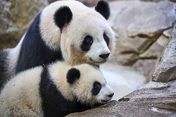 Giant panda (Ailuropoda melanoleuca) cub, Yuandudu, aged 8 months, with her mother, Huan Huan, Beauval ZooPark, France, April, 2022. Captive