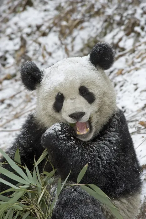 Framed Print : Giant panda (Ailuropoda melanoleuca) dusted with snow eating Bamboo. In natural enclosure Framed Print : Giant panda (Ailuropoda melanoleuca) dusted with snow eating Bamboo. In natural enclosure