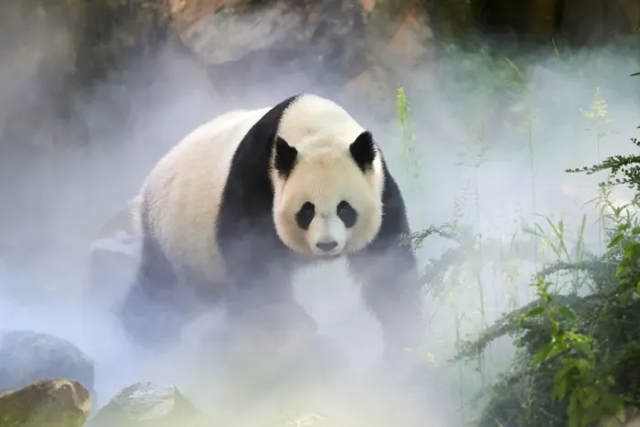Framed Print : Giant panda (Ailuropoda melanoleuca) female, Huan Huan, out in her enclosure in mist Framed Print : Giant panda (Ailuropoda melanoleuca) female, Huan Huan, out in her enclosure in mist