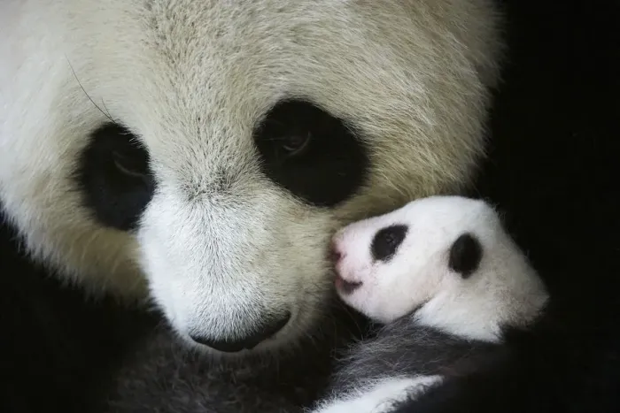 Framed Print : Giant panda (Ailuropoda melanoleuca) female, Huan Huan, holding baby age one month Framed Print : Giant panda (Ailuropoda melanoleuca) female, Huan Huan, holding baby age one month