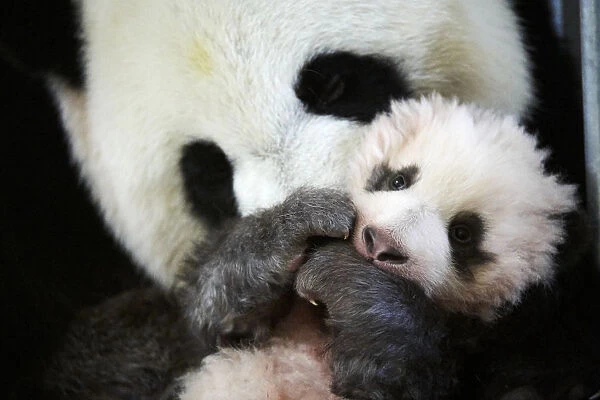 Giant panda (Ailuropoda melanoleuca) female, Huan Huan, holding baby age three months