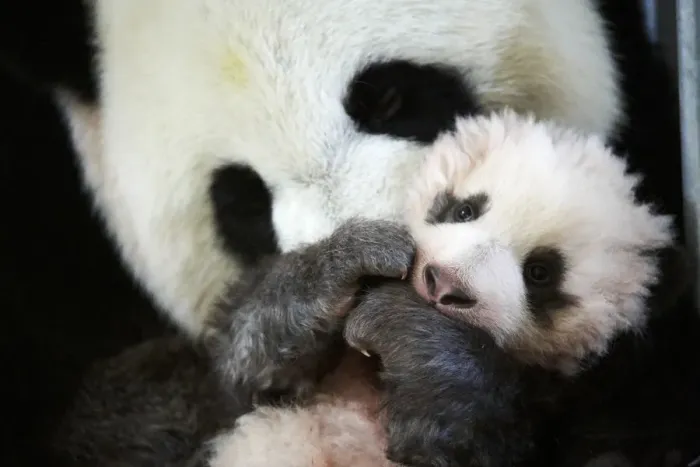 Framed Print : Giant panda (Ailuropoda melanoleuca) female, Huan Huan, holding baby age three months Framed Print : Giant panda (Ailuropoda melanoleuca) female, Huan Huan, holding baby age three months