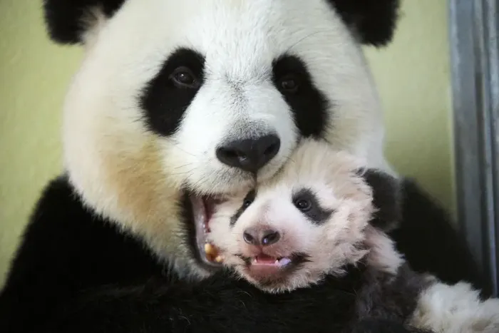 Framed Print : Giant panda (Ailuropoda melanoleuca) female, Huan Huan, holding baby age three months Framed Print : Giant panda (Ailuropoda melanoleuca) female, Huan Huan, holding baby age three months