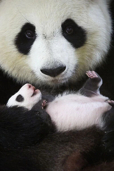 Giant panda (Ailuropoda melanoleuca) female, Huan Huan, holding baby age one month