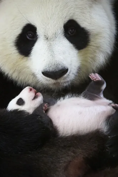 Framed Print : Giant panda (Ailuropoda melanoleuca) female, Huan Huan, holding baby age one month Framed Print : Giant panda (Ailuropoda melanoleuca) female, Huan Huan, holding baby age one month